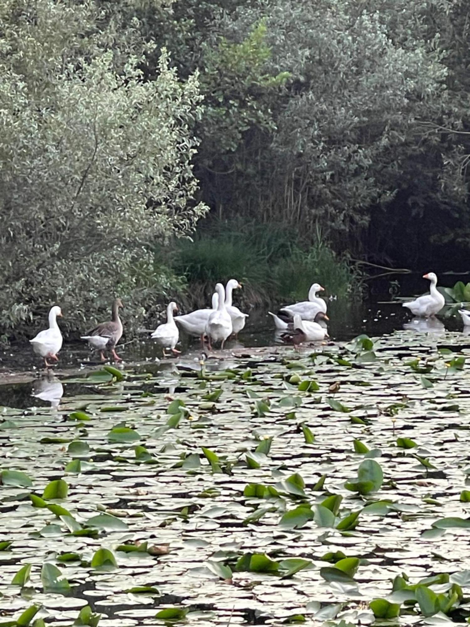Laghi Di Como Appartamento Di Licinia E Mario Asso Exterior foto
